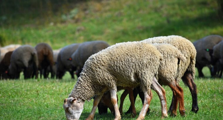 6 große Säcke Schafwolle