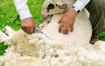 6 große Säcke Schafwolle