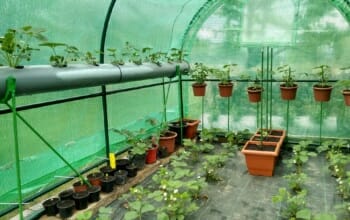 60 m² Garten mit Gewächshaus