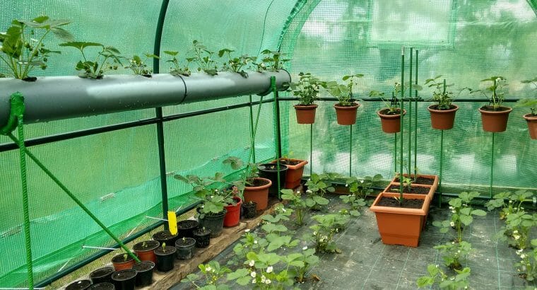 60 m² Garten mit Gewächshaus