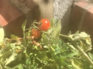 Tomaten
