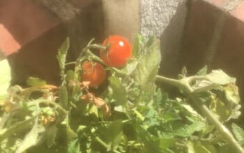 Tomaten