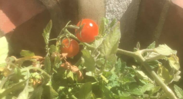 Tomaten