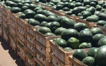 1 Kilogramm griechische Wassermelonen