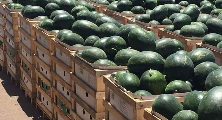 1 Kilogramm griechische Wassermelonen