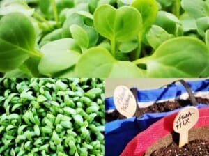 Microgreens