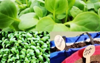 Microgreens
