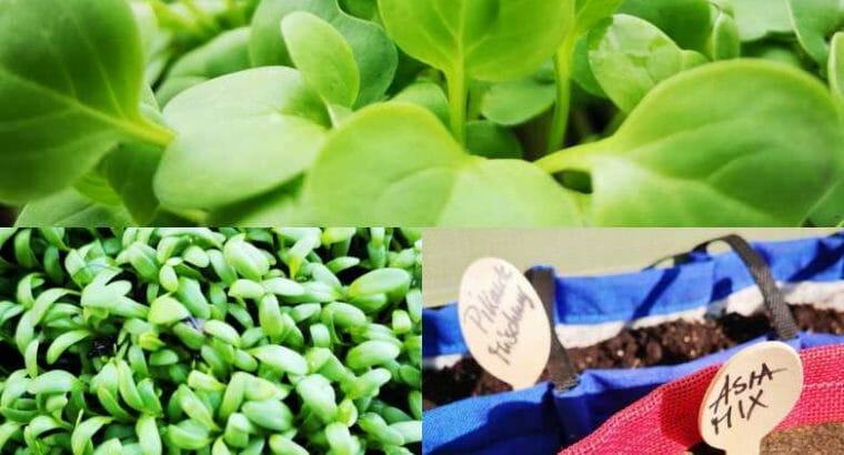 Microgreens