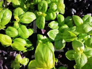 Basilikum rot oder grün