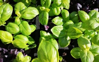 Basilikum rot oder grün