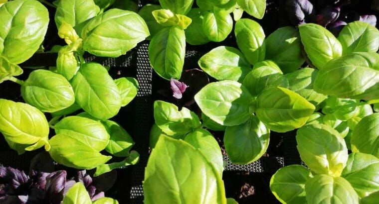 Basilikum rot oder grün