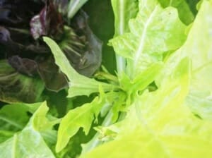 Stadtpflanzen @ Nimm’s Lose