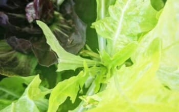 Stadtpflanzen @ Nimm’s Lose