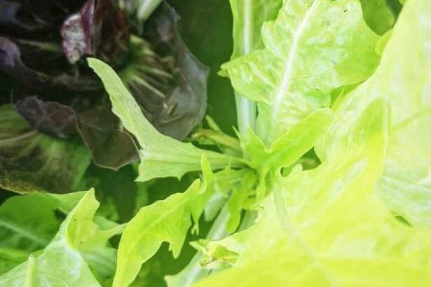 Stadtpflanzen @ Nimm’s Lose