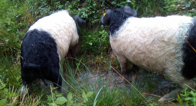 Alles vom Mangalitza x Schwäbisch Hällischen Schwein