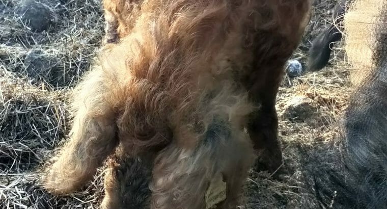 Alles vom Mangalitza x Schwäbisch Hällischen Schwein