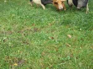 Alles vom Mangalitza x Schwäbisch Hällischen Schwein