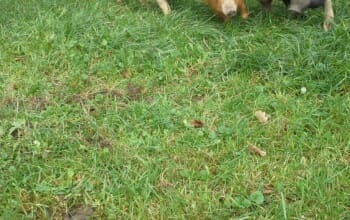 Alles vom Mangalitza x Schwäbisch Hällischen Schwein