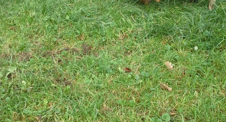 Alles vom Mangalitza x Schwäbisch Hällischen Schwein