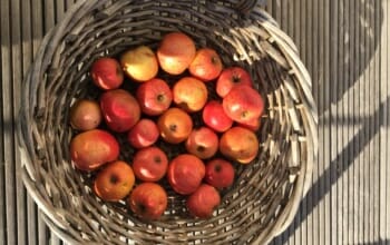 Äpfel aus eigenem Garten