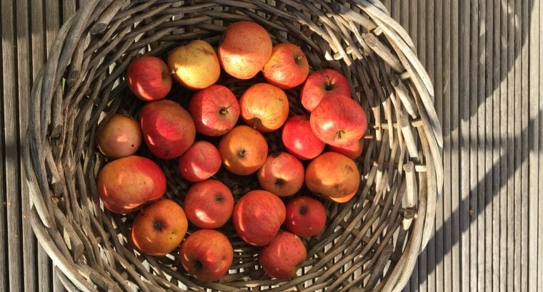 Äpfel aus eigenem Garten