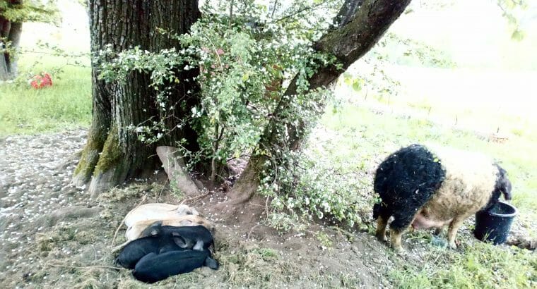 Alles vom Mangalitza x Schwäbisch Hällischen Schwein