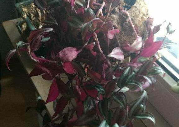 Ableger Zebra-Ampelkraut