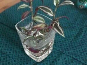 Ableger Zebra-Ampelkraut