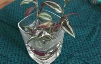 Ableger Zebra-Ampelkraut