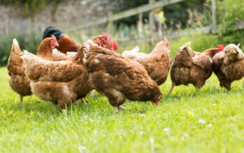 Eier von freilaufenden Hühnern