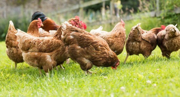 Eier von freilaufenden Hühnern