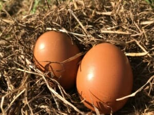 10 Bio-Eier aus Freilandhaltung