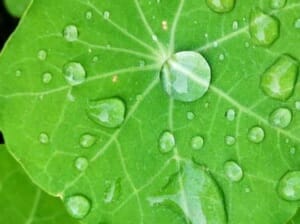 Wir machen Rosenheim essbar und gestalten städtische Balkone, Vorgärten, …
