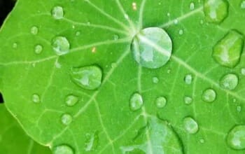 Wir machen Rosenheim essbar und gestalten städtische Balkone, Vorgärten, …