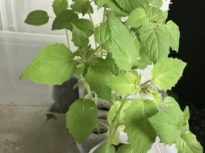 Ananaskirsche Physalis Pflänzchen