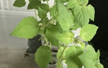 Ananaskirsche Physalis Pflänzchen