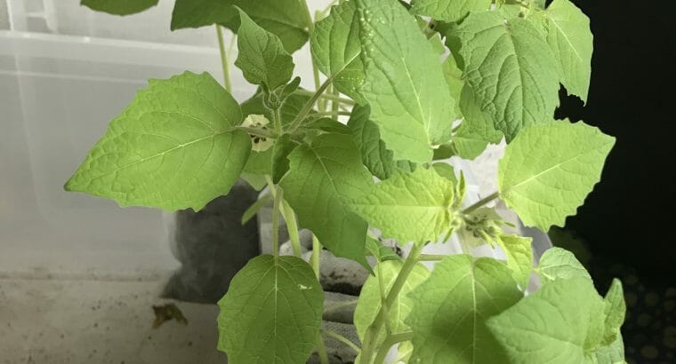 Ananaskirsche Physalis Pflänzchen