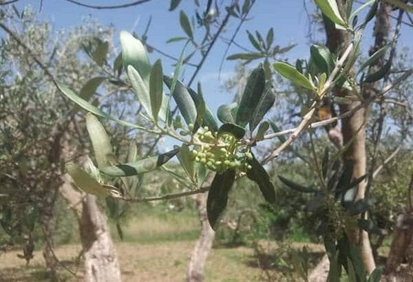 Olivenöl Güteklasse 1a aus Sizilien