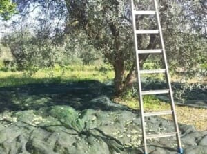 Olivenöl Güteklasse 1a aus Sizilien