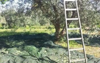 Olivenöl Güteklasse 1a aus Sizilien