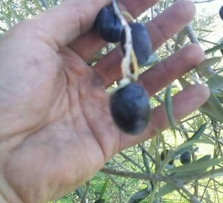 Oliven schwarz Rohkostqualität