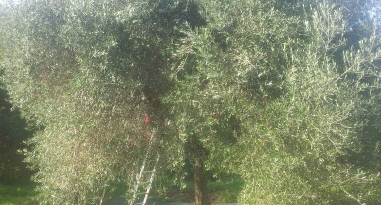 Olivenöl Güteklasse 1a aus Sizilien