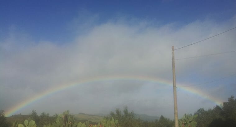 Olivenöl Güteklasse 1a aus Sizilien