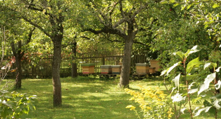 Bio Lagenhonig aus dem Kamptal (Waldviertel/Niederösterreich